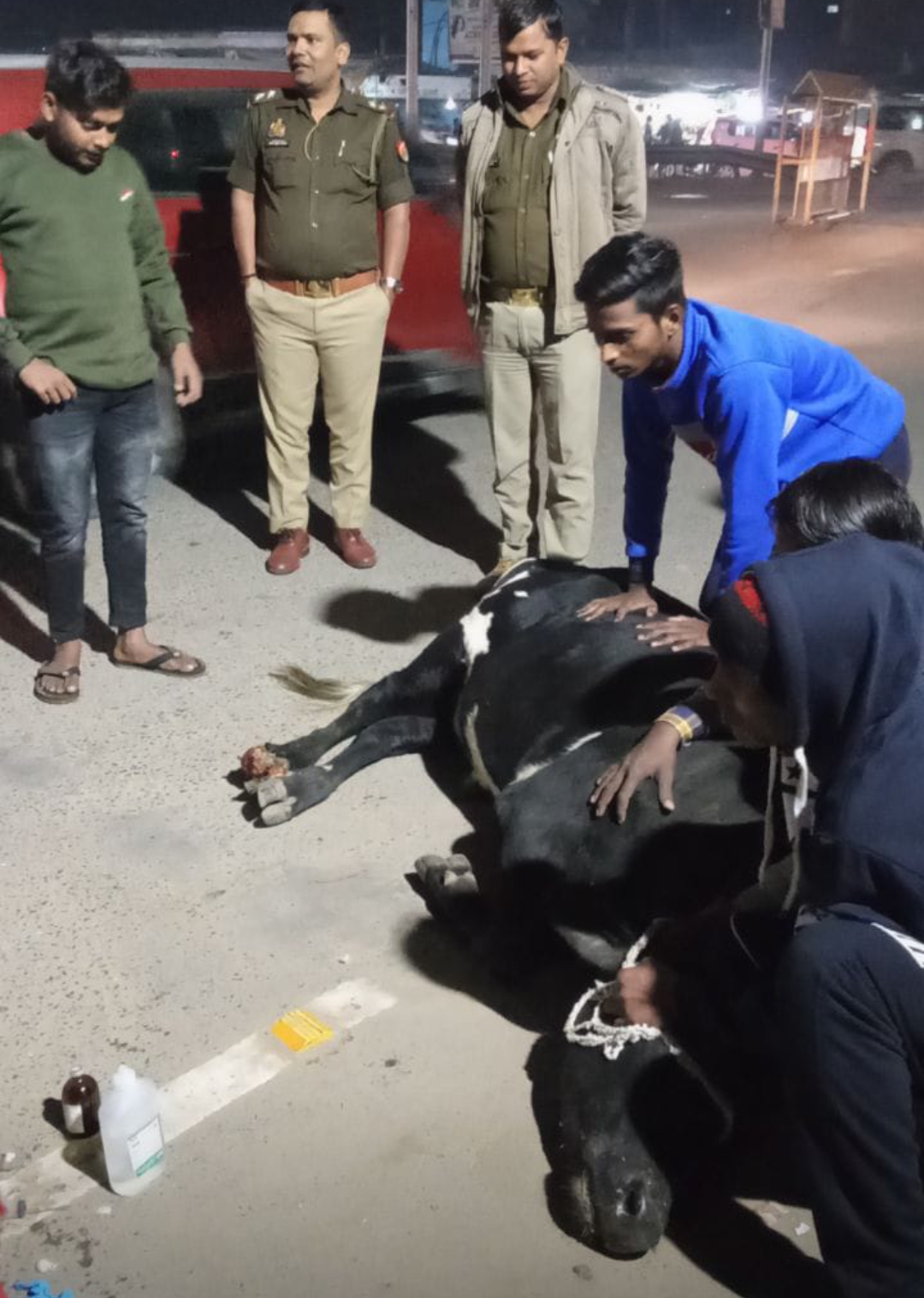 चौकी इंचार्ज ने घायल गोवंश का कराया इलाज