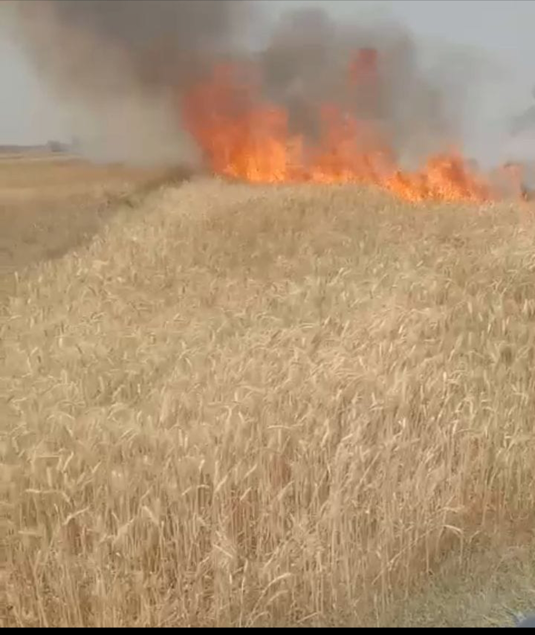 रहस्यमय परिस्थिति में खेत में लगी आग गेहूं जलकर हुई खाक