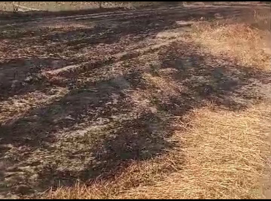 अज्ञात व्यक्तियों द्वारा गेहूं के खेत मे लगाई आग
