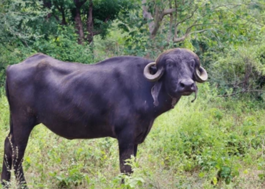 करंट से भैस मरी, आक्रोश