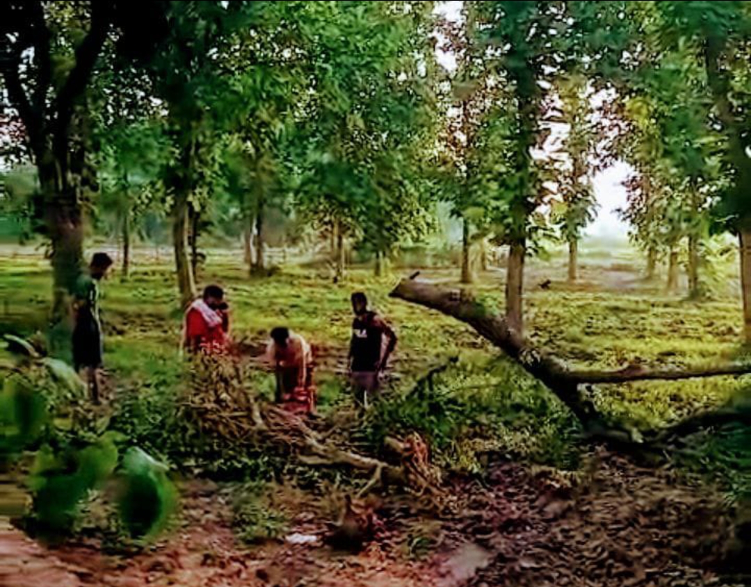 पौधारोपण के इस महा अभियान के दिन भी काटे गए हरे पेड
