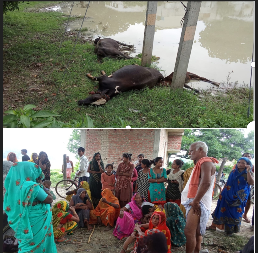 विद्युत खंम्भे के चपेट में आने से गाय और भैंस की मौत