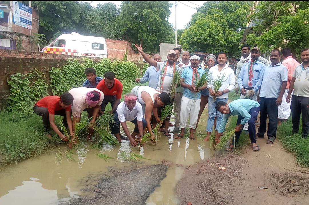 कांग्रेस सपा ने संयुक्त रूप से सड़क पर की धान की रोपाई