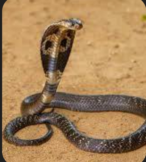 एक ही परिवार में बार-बार सर्प काटने से परिवार में दहशत