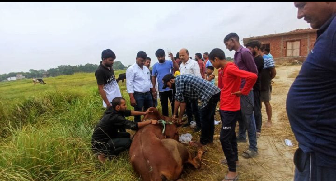 पिकअप का टायर फटा, गोवंश हुए घायल