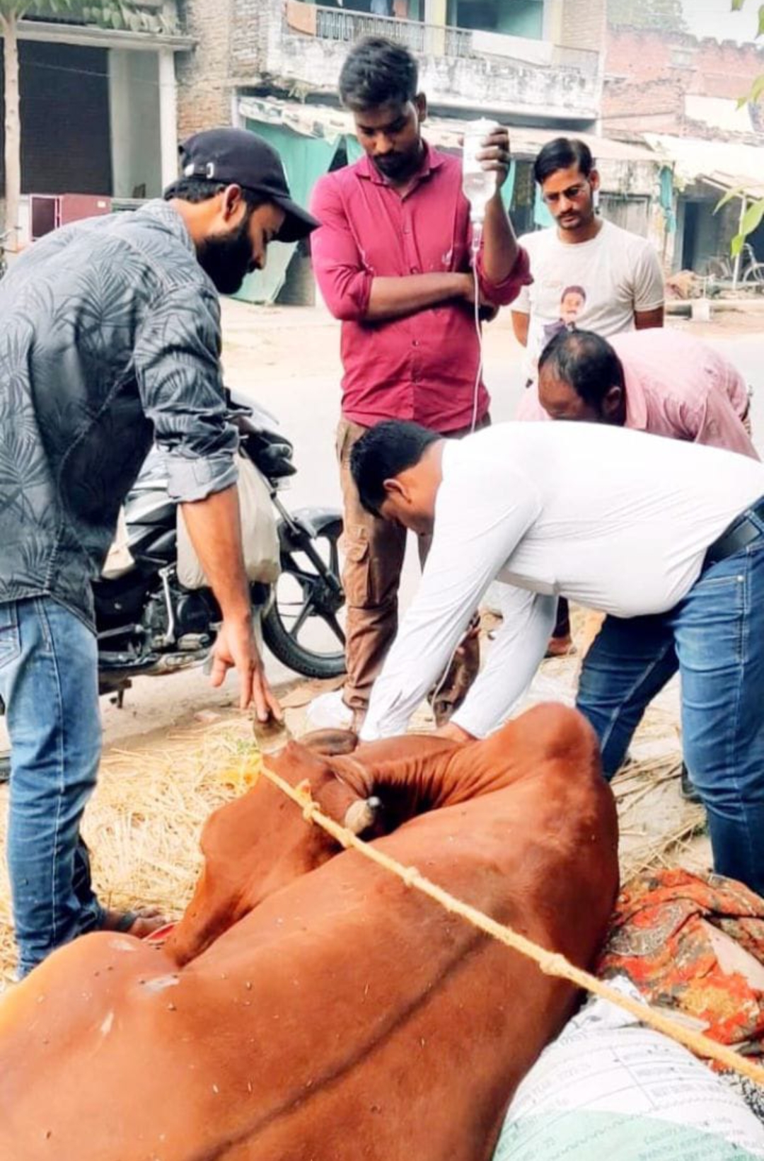 घायल गोवंशों को गोरक्षक ने पहुचाया गौशाला