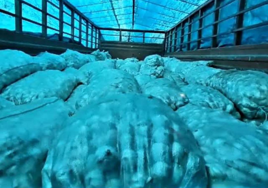 वाराणसी में पकड़ा गया 8 टन चाइनीज लहसुन: