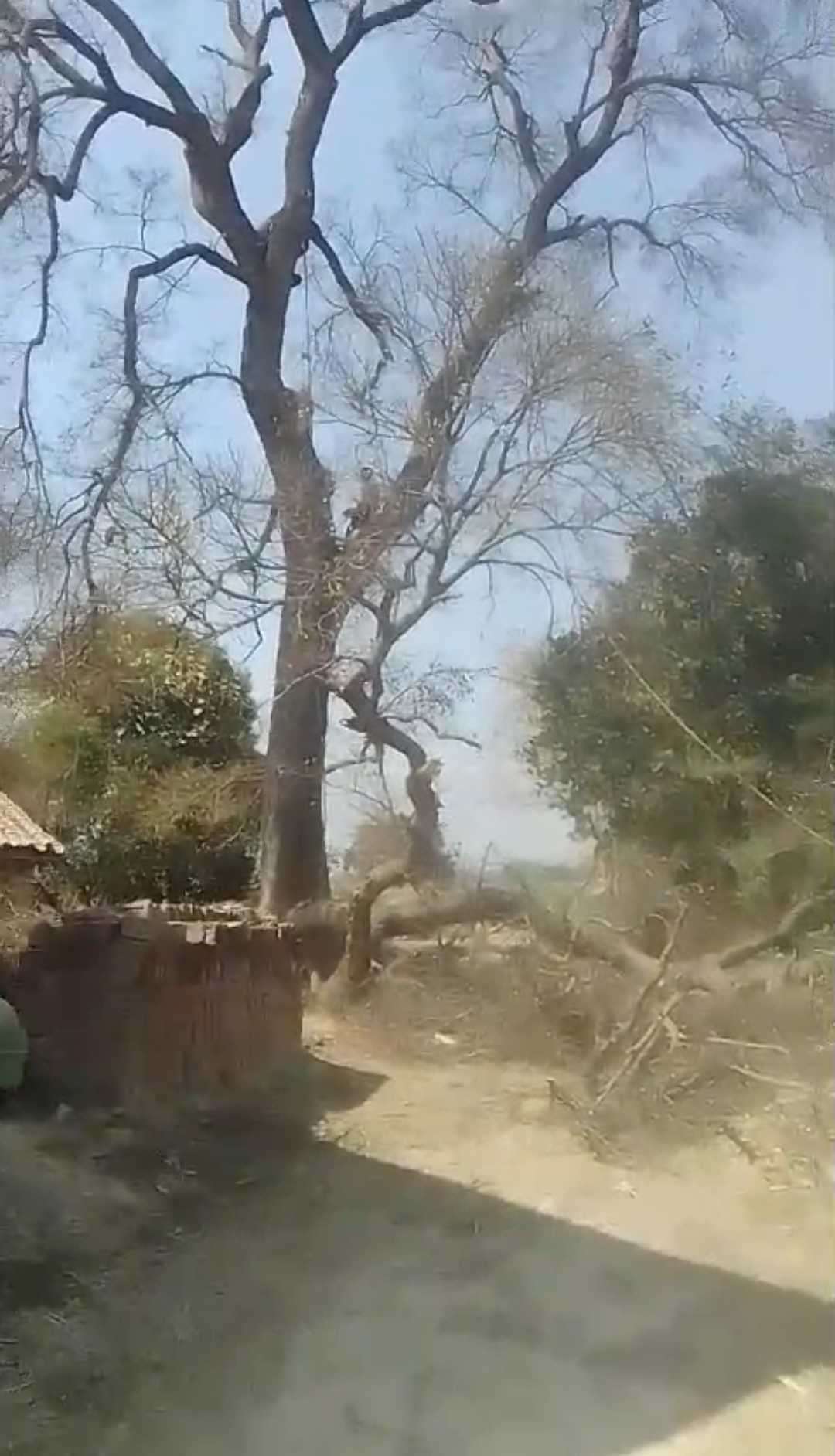 बड़ागांव थाना क्षेत्र के फुलवरिया गांव में हरे चिलबिल के पेड़ की कटाई