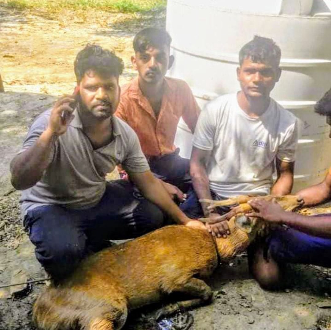 कुआर में झाड़ में मिला घायल चीतल, वन विभाग को किया सुपुर्द