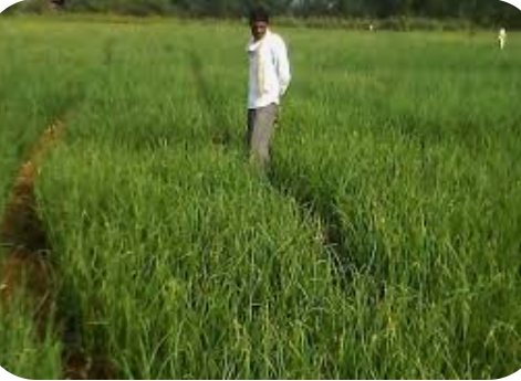 प्याज और सब्जी उत्पादन से किसान बढायें आय