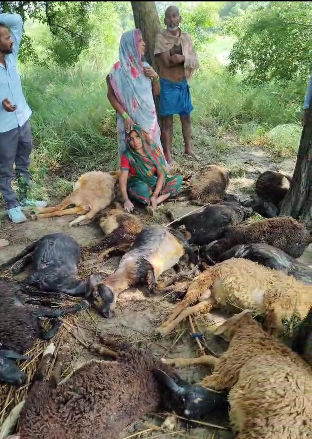 आकाशीय बिजली से 25 भेड़ो की हुई मौत, महिला समेत चार लोग झुलसे