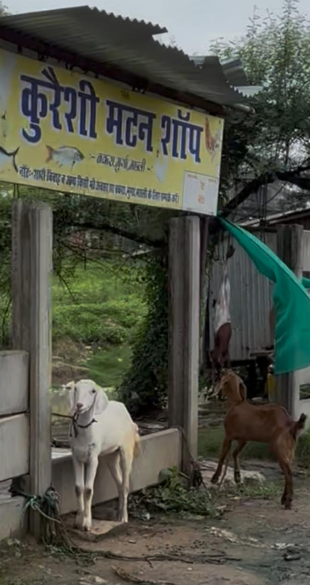 फूलपुर थाना क्षेत्र के मंगारी बाजार में सावन के महीने में खुलेआम कांटे और बेचे जा रहे है मटन