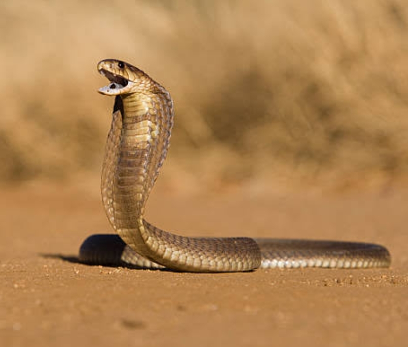 सर्प दंश से अधेड़ महिला की मौत