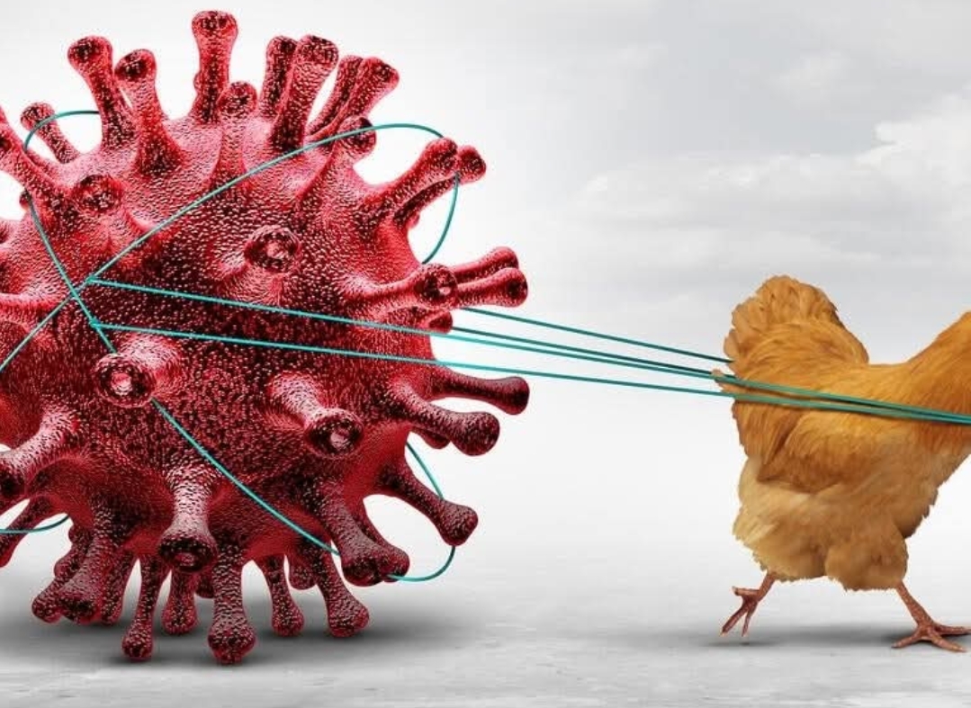 वाराणसी में बर्ड फ्लू अलर्ट: प्रशासन सतर्क, कंट्रोल रूम स्थापित – पोल्ट्री फार्मर्स को न घबराने की सलाह