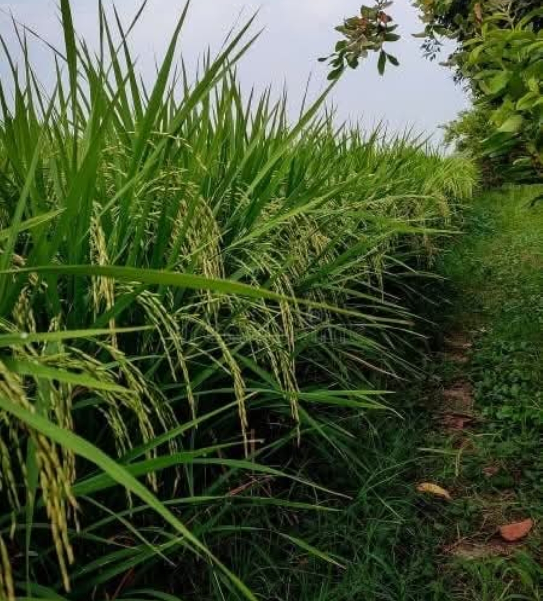 अच्छी बारिश से वाराणसी की धान फसल बंपर, कृषि अधिकारी ने किसानों को दी महत्वपूर्ण सलाह