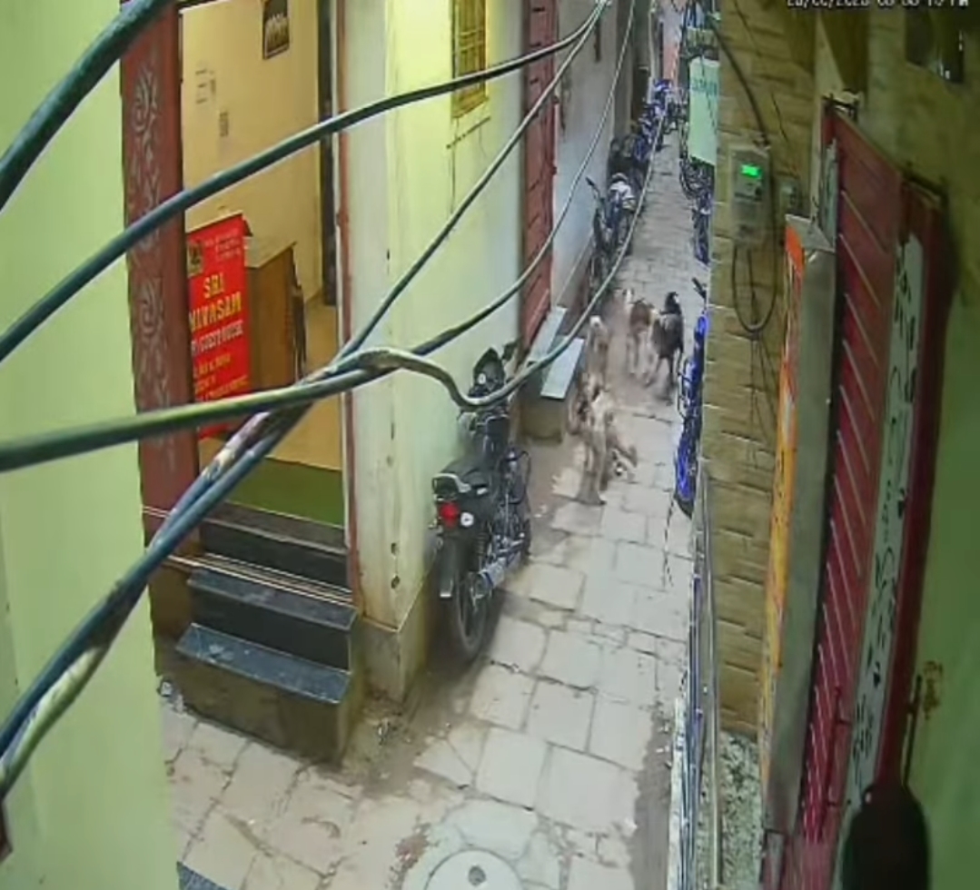 वाराणसी में आवारा कुत्तों का आतंक, मासूम और स्कूली बच्चे पर हमला – 2 दिन में 15 लोग घायल