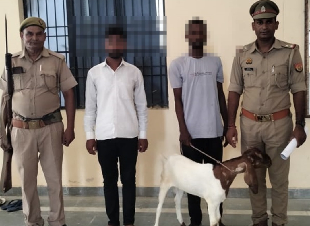 थाना सिन्धोरा पुलिस ने चोरी के बकरे के साथ 02 अभियुक्तों को किया गिरफ्तार