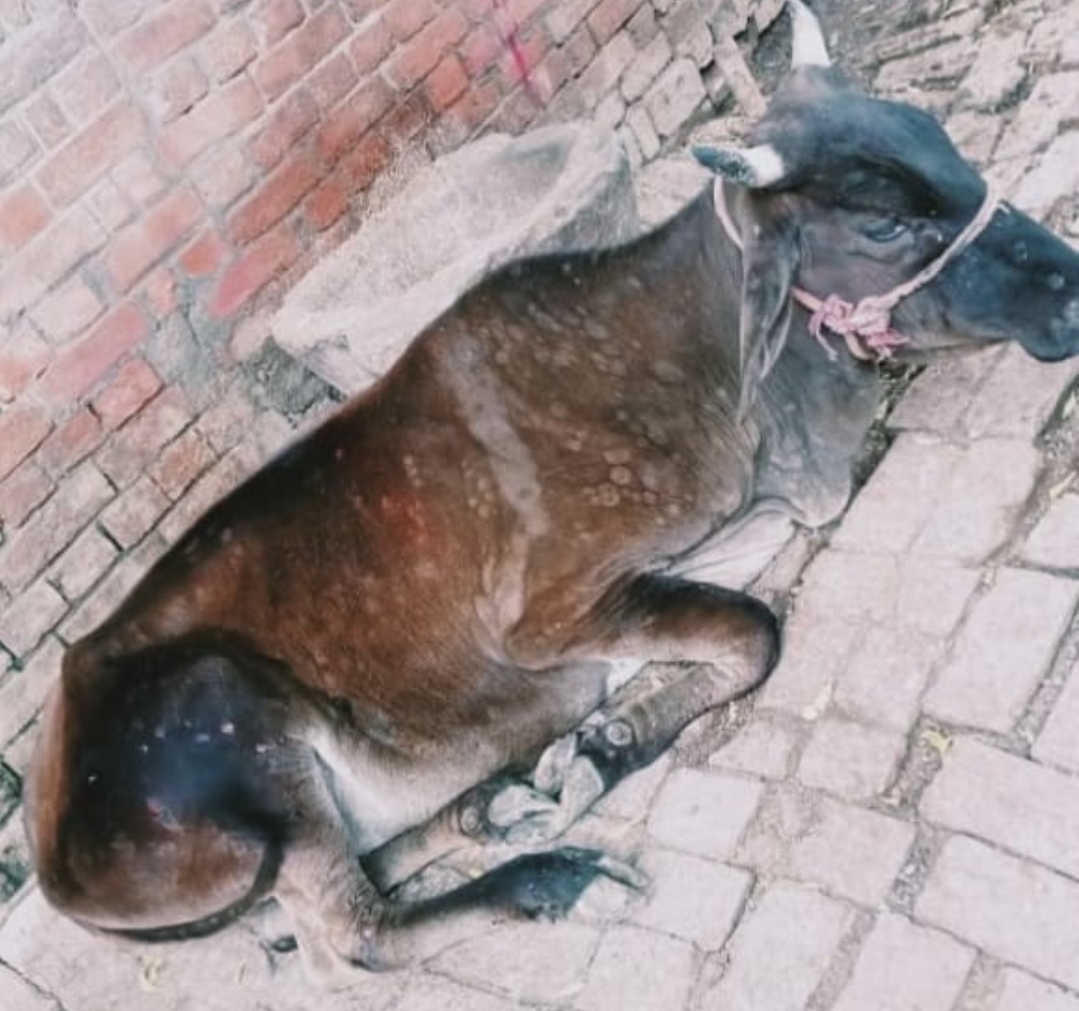 लंपी बीमारी ने वाराणसी के ग्रामीण क्षेत्रों में मचाया हड़कंप