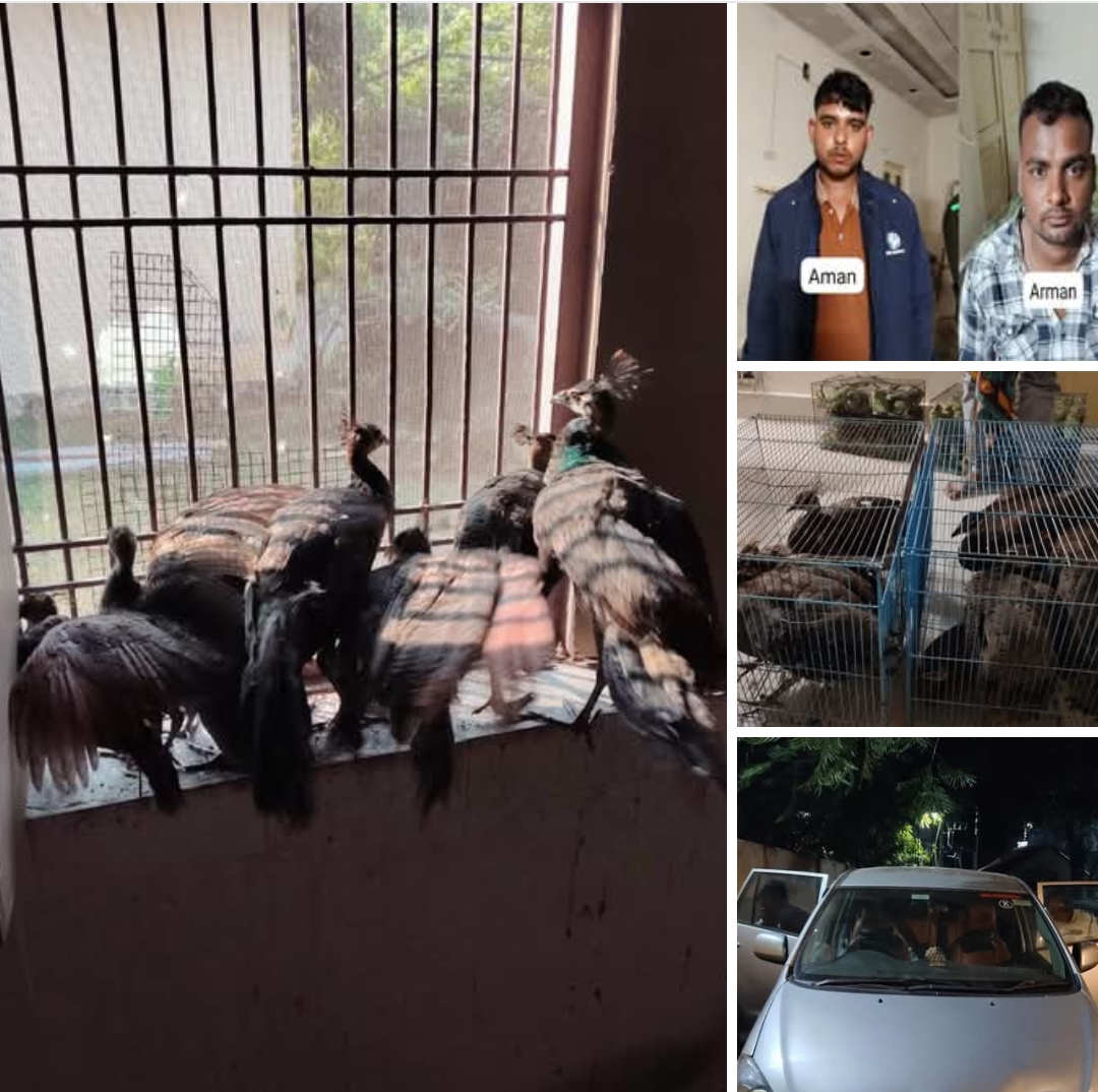 एसटीएफ की बड़ी कार्रवाई: 245 तोते और 12 मोरों के साथ 4 वन्यजीव तस्कर गिरफ्तार, अंतरराज्यीय गैंग का पर्दाफाश