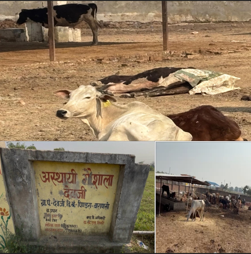 अस्थायी गौशाला देवजी में चारा–बजट और पानी की कमी, देखरेख ठप—ग्रामीणों में नाराज़गी