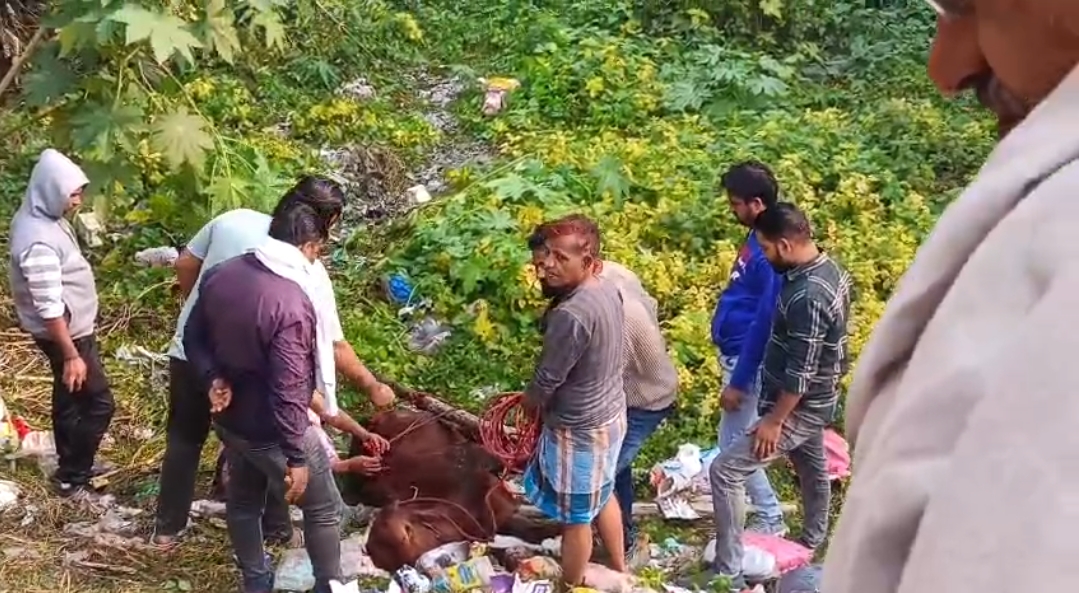 पिंडरा ग्राम सभा में मुस्लिम बस्ती के युवाओं ने दिखाई इंसानियत, दलदल में फंसे बछड़े को घंटों की मेहनत से बचाया