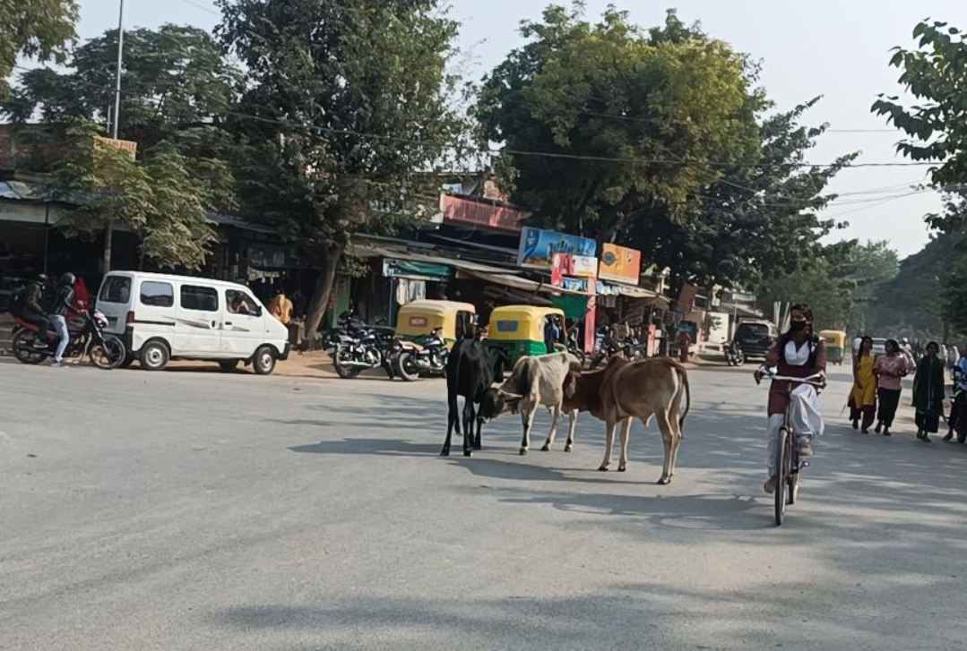 हरहुआ ब्लॉक के पलहीपट्टी चौराहे पर छुट्टा गोवंश का आतंक, राहगीरों की बढ़ी मुश्किलें