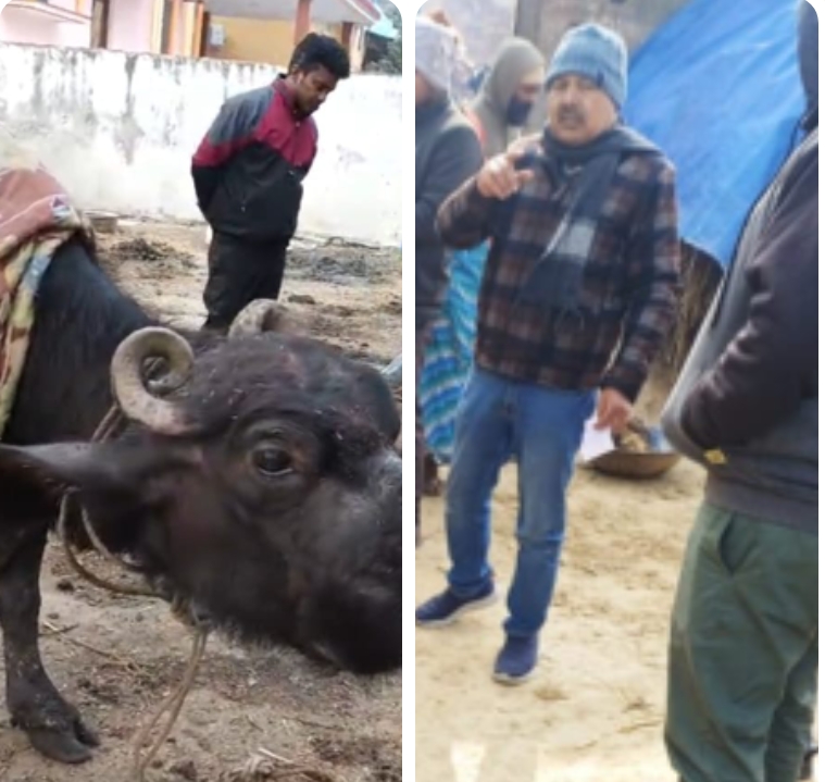 निमोनिया से तीन पशुओं की मौत, पशुपालकों में हड़कंपसमय रहते उपचार से आधा दर्जन पशु बचे, गांव में किया गया टीकाकरण