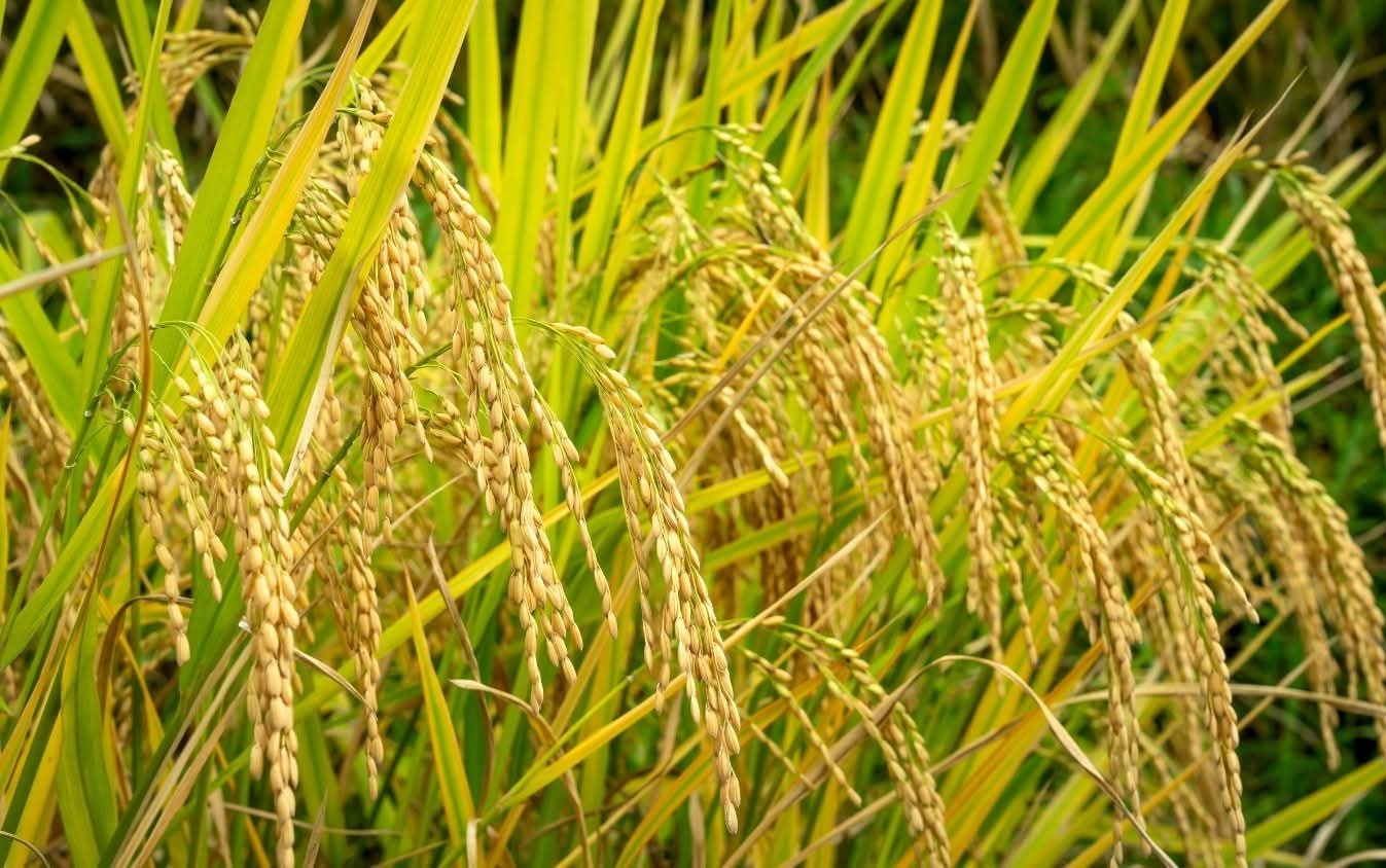 वाराणसी में धान नीतियों पर मंथन: आइसार्क में 7–8 मार्च को उच्च स्तरीय नीति संवाद