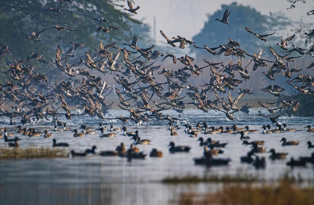 यूपी में ‘सारस सर्किट’ की तैयारी: मैनपुरी-इटावा के वेटलैंड्स में बढ़ेगा इको-टूरिज्म और सारस संरक्षण