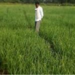 प्याज और सब्जी उत्पादन से किसान बढायें आय