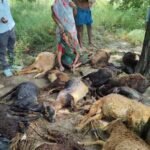 आकाशीय बिजली से 25 भेड़ो की हुई मौत, महिला समेत चार लोग झुलसे