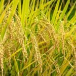 वाराणसी में धान नीतियों पर मंथन: आइसार्क में 7–8 मार्च को उच्च स्तरीय नीति संवाद