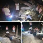 आवारा सांडों का कहर, हमले में गाय की मौत