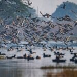 यूपी में ‘सारस सर्किट’ की तैयारी: मैनपुरी-इटावा के वेटलैंड्स में बढ़ेगा इको-टूरिज्म और सारस संरक्षण