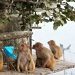 बंदरों के आतंक पर सख्त फैसला: अब वन विभाग संभालेगा वाराणसी में पूरा प्रबंधन